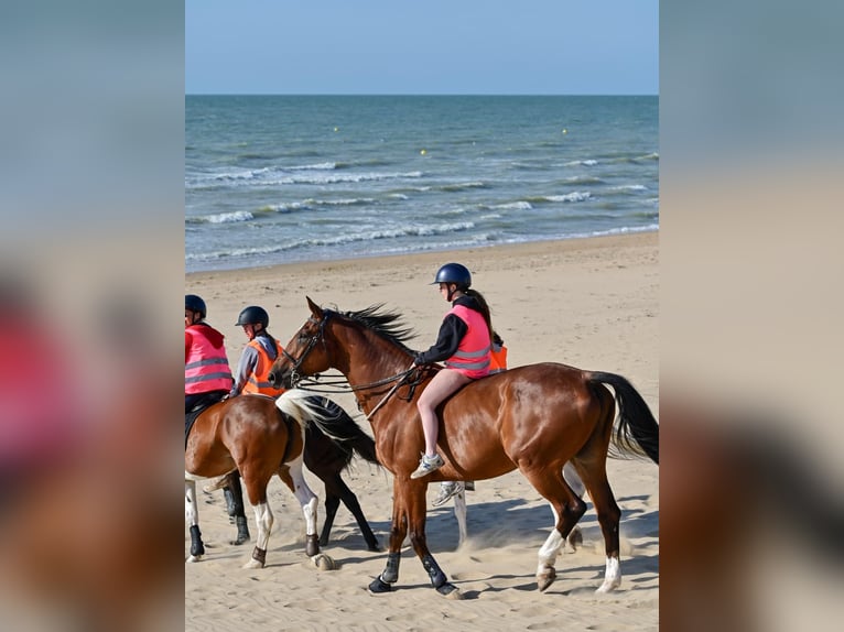 Belgisch Warmbloed Ruin 15 Jaar 184 cm Bruin in Baulers