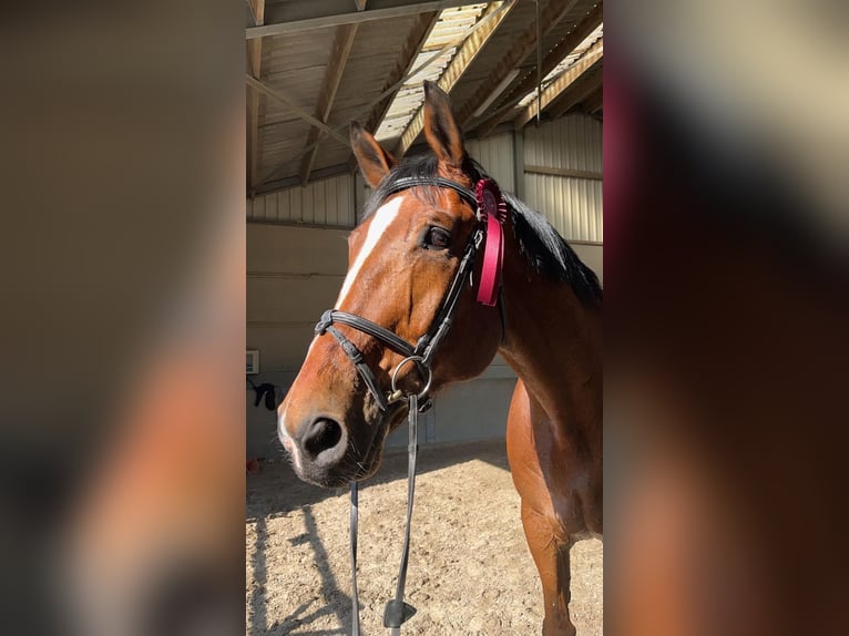 Belgisch Warmbloed Ruin 15 Jaar 184 cm Bruin in Baulers