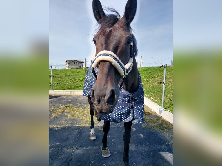 Belgisch Warmbloed Ruin 15 Jaar in Gossau SG