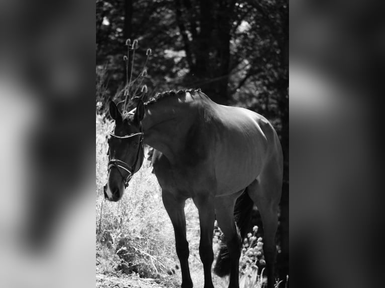 Belgisch Warmbloed Ruin 16 Jaar 167 cm Donkerbruin in Erdmannsdorf