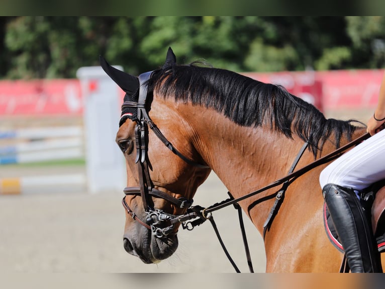 Belgisch Warmbloed Ruin 16 Jaar 167 cm Roodbruin in Valpone