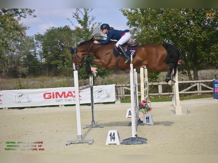 Belgisch Warmbloed Ruin 16 Jaar 167 cm Roodbruin in Valpone