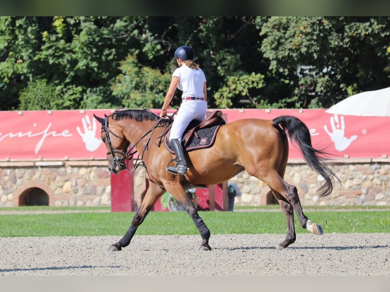 Belgisch Warmbloed Ruin 16 Jaar 167 cm Roodbruin in Valpone