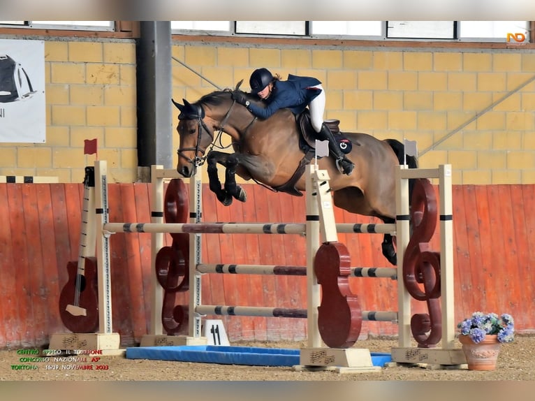 Belgisch Warmbloed Ruin 16 Jaar 167 cm Roodbruin in Valpone