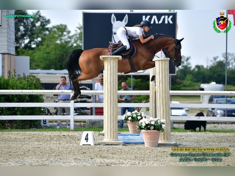 Belgisch Warmbloed Ruin 16 Jaar 167 cm Roodbruin in Valpone