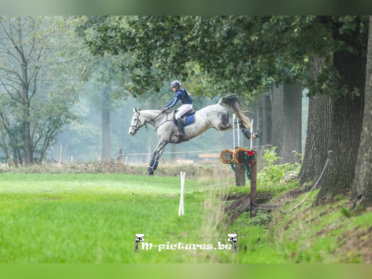 Belgisch Warmbloed Ruin 16 Jaar 169 cm Wit in Lotenhulle