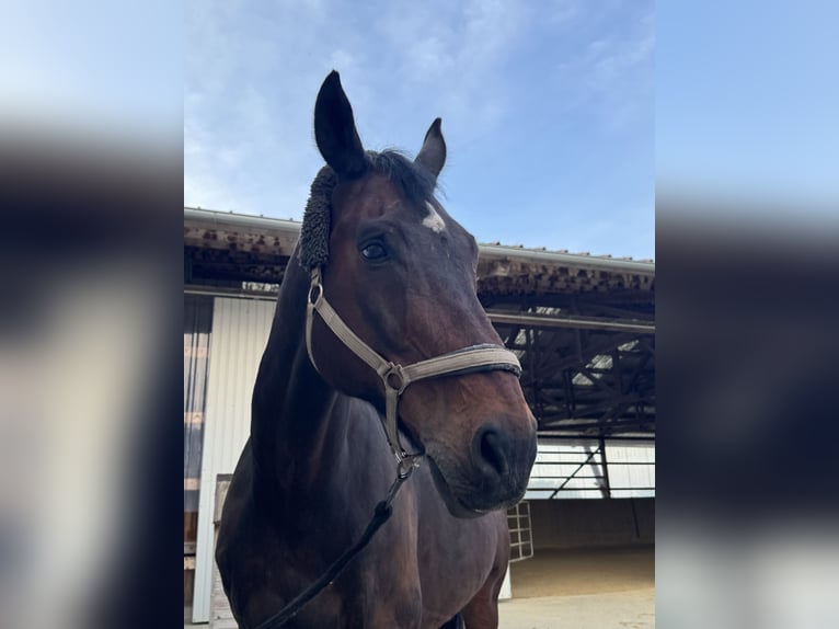 Belgisch Warmbloed Ruin 16 Jaar 170 cm Bruin in Karnabrunn