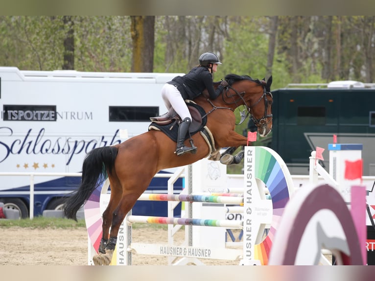 Belgisch Warmbloed Ruin 16 Jaar 174 cm Bruin in Heiligenkreuz