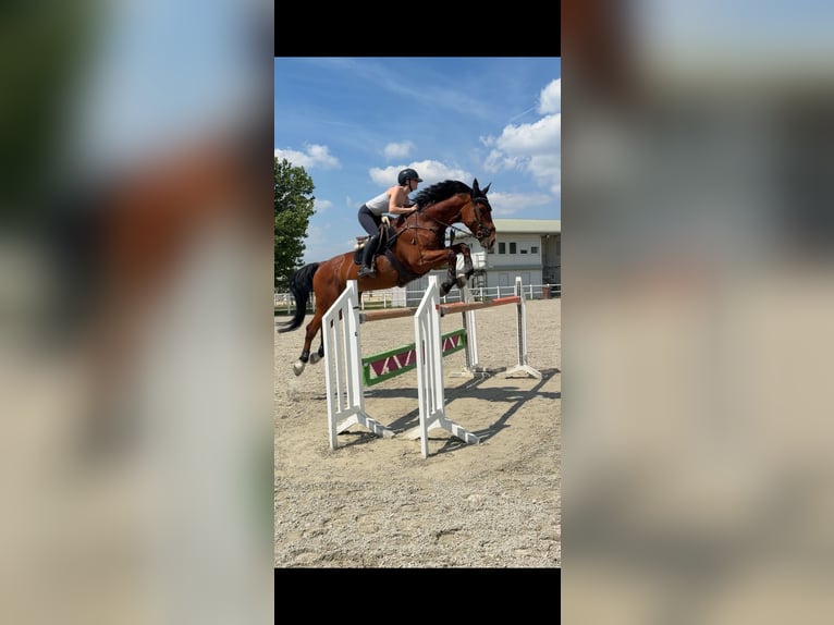 Belgisch Warmbloed Ruin 16 Jaar 174 cm Bruin in Heiligenkreuz