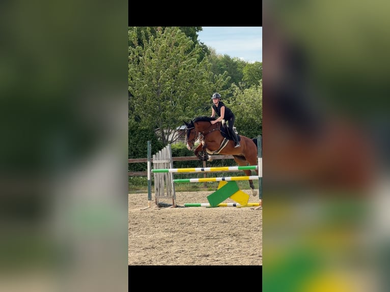 Belgisch Warmbloed Ruin 16 Jaar 174 cm Bruin in Heiligenkreuz