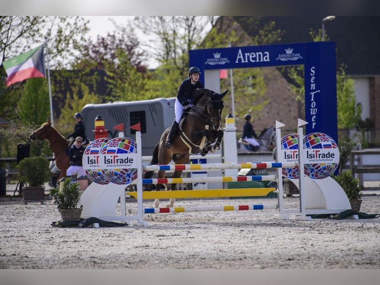 Belgisch Warmbloed Ruin 16 Jaar Bruin in Barneveld