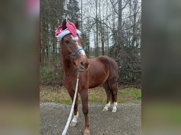 Belgisch Warmbloed Ruin 17 Jaar 160 cm Donkere-vos in Kümmertshausen