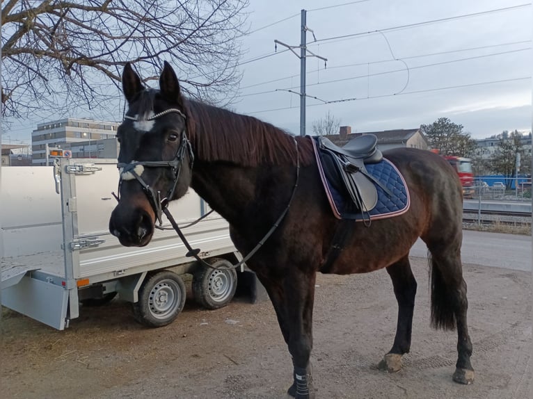 Belgisch Warmbloed Ruin 17 Jaar 165 cm Donkerbruin in Biberist