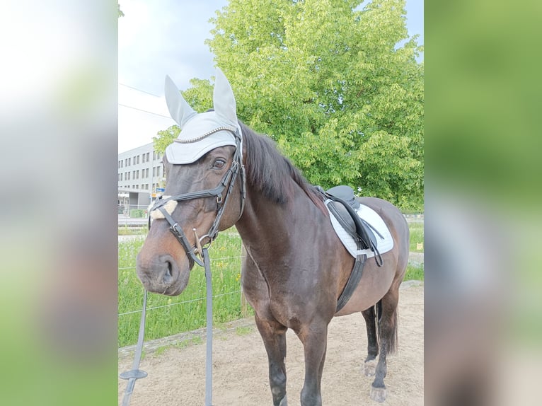 Belgisch Warmbloed Ruin 17 Jaar 165 cm Donkerbruin in Biberist