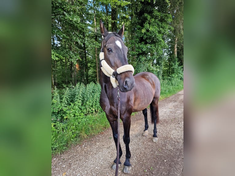 Belgisch Warmbloed Ruin 17 Jaar 165 cm Donkerbruin in Biberist