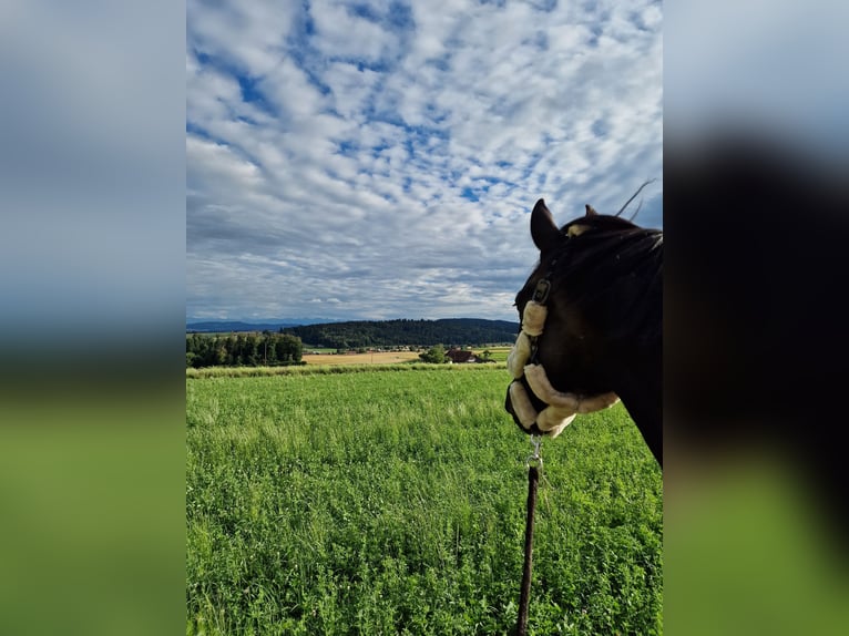 Belgisch Warmbloed Ruin 17 Jaar 165 cm Donkerbruin in Biberist