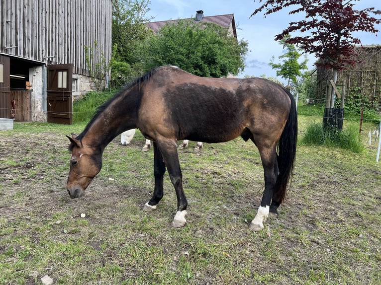 Belgisch Warmbloed Ruin 22 Jaar 170 cm Bruin in Neustadt in Sachsen