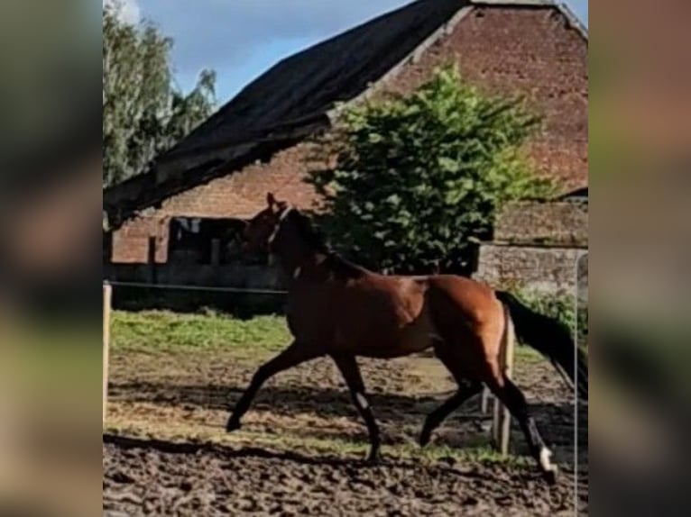 Belgisch Warmbloed Ruin 2 Jaar 164 cm Bruin in Ath