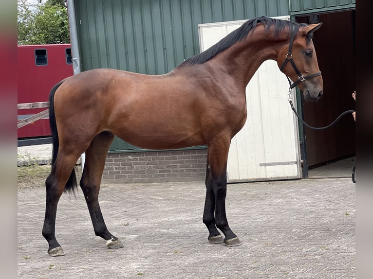 Belgisch Warmbloed Ruin 2 Jaar 166 cm Bruin in Zieuwent