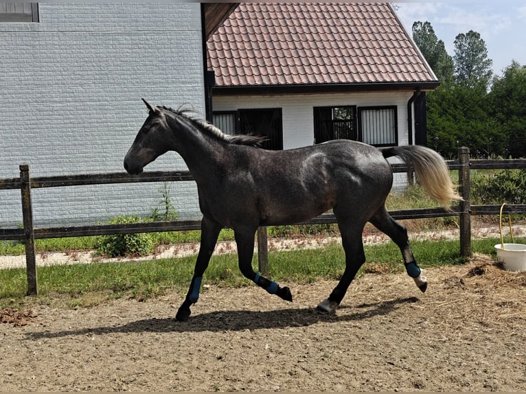 Belgisch Warmbloed Ruin 3 Jaar 158 cm Schimmel in Moerzeke