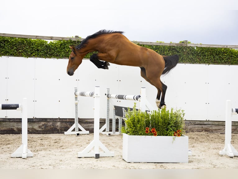 Belgisch Warmbloed Ruin 3 Jaar 162 cm Bruin in Waddinxveen