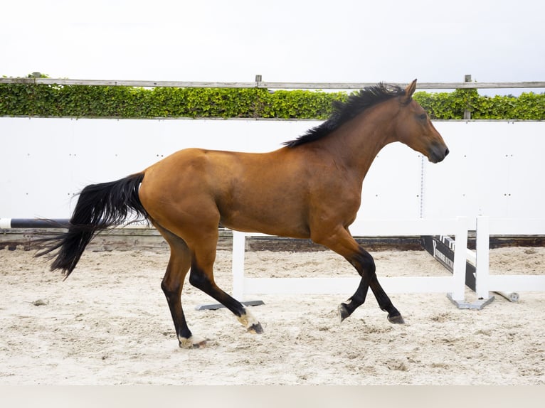 Belgisch Warmbloed Ruin 3 Jaar 162 cm Bruin in Waddinxveen