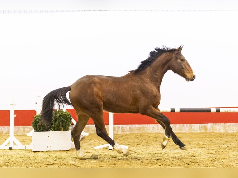 Belgisch Warmbloed Ruin 3 Jaar 163 cm  in Waddinxveen