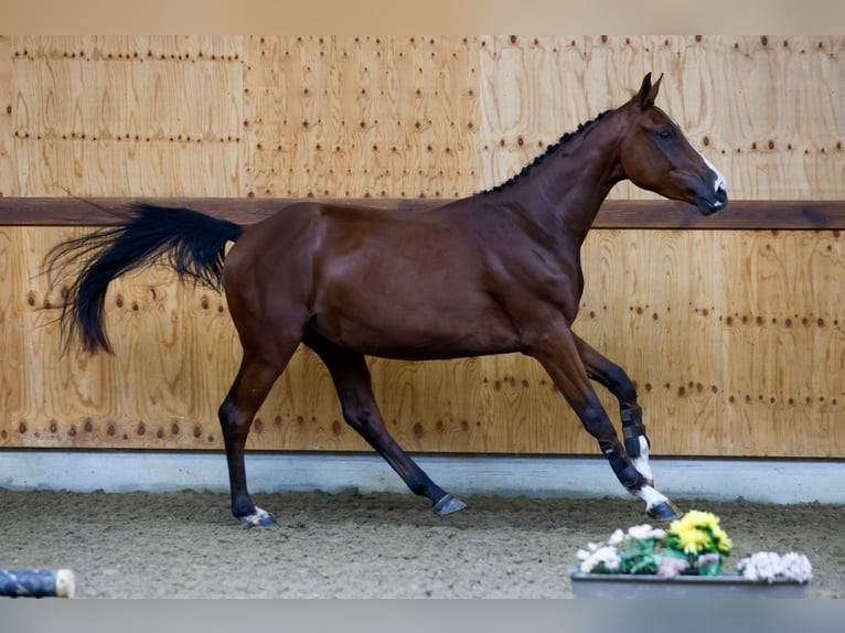 Belgisch Warmbloed Ruin 3 Jaar 164 cm Roodbruin in Kinrooi