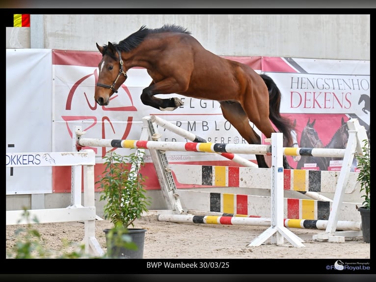 Belgisch Warmbloed Ruin 3 Jaar 165 cm Bruin in GROTE-BROGEL