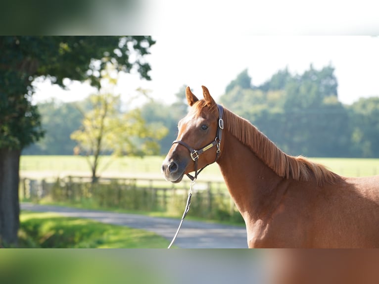 Belgisch Warmbloed Ruin 3 Jaar 165 cm Donkere-vos in Northwich, Cheshire