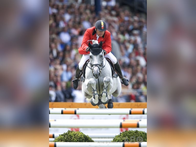 Belgisch Warmbloed Ruin 3 Jaar 165 cm Schimmel in Oppuurs