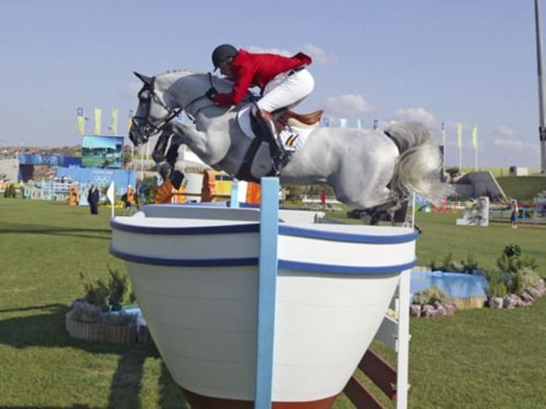 Belgisch Warmbloed Ruin 3 Jaar 165 cm Schimmel in Oppuurs