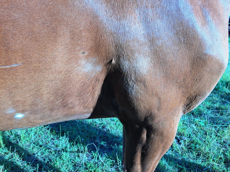 Belgisch Warmbloed Ruin 3 Jaar 165 cm Vos in Semmerzake