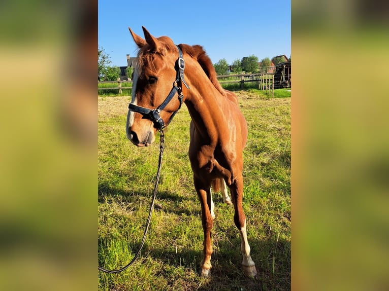 Belgisch Warmbloed Ruin 3 Jaar 165 cm Vos in Semmerzake