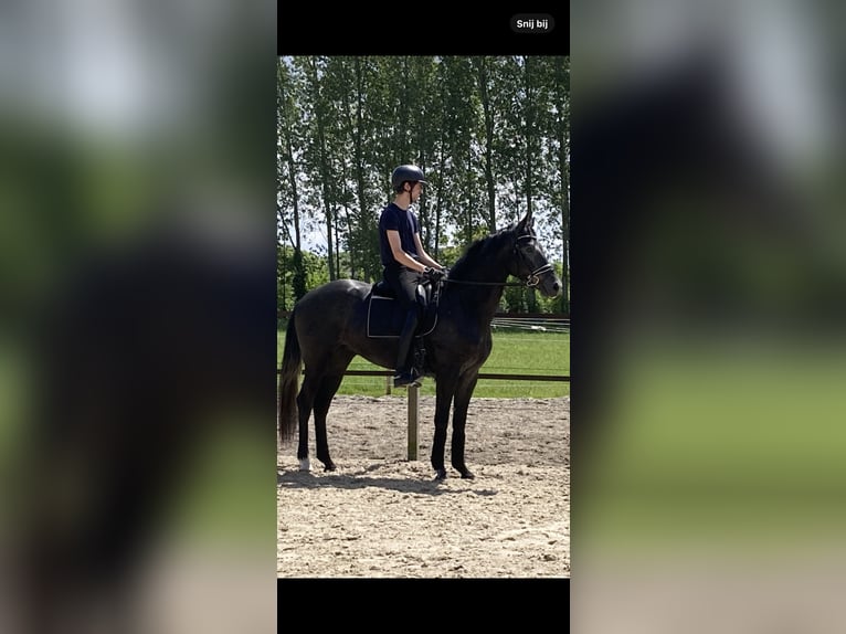 Belgisch Warmbloed Ruin 3 Jaar 166 cm Blauwschimmel in Schuiferskapelle