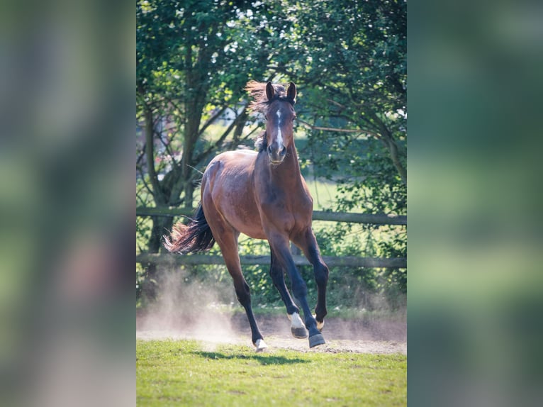 Belgisch Warmbloed Ruin 3 Jaar 166 cm Bruin in Sint-Niklaas