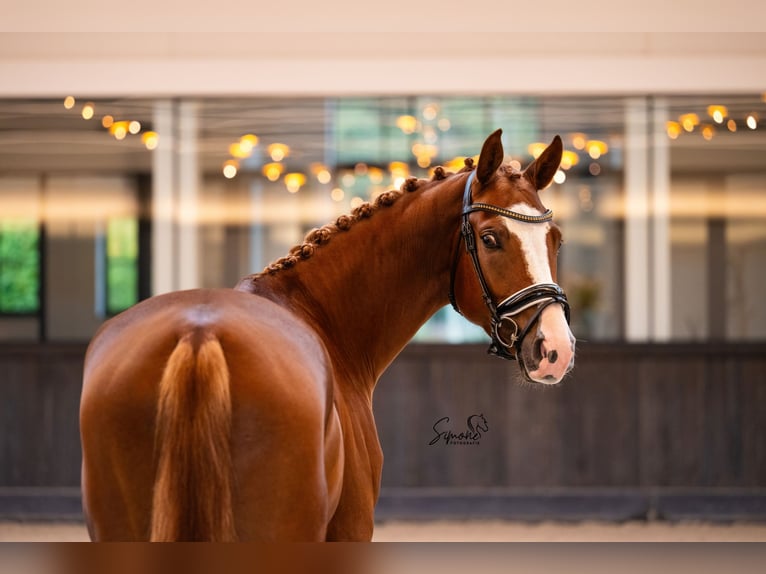 Belgisch Warmbloed Ruin 3 Jaar 167 cm Donkere-vos in Mol