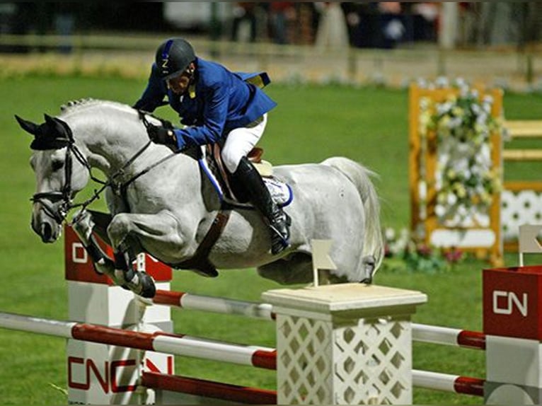 Belgisch Warmbloed Ruin 3 Jaar 167 cm Schimmel in Oppuurs