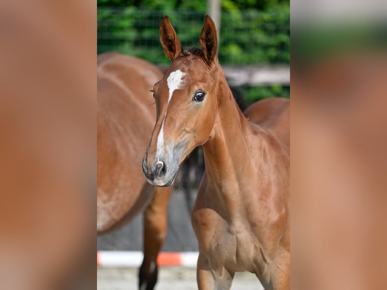 Belgisch Warmbloed Ruin 3 Jaar 168 cm Bruin in Essingen