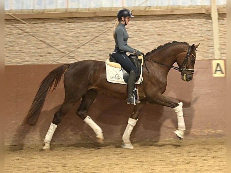 Belgisch Warmbloed Ruin 3 Jaar 168 cm Donkere-vos in Wehringen