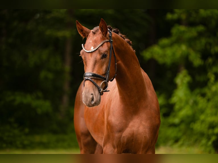 Belgisch Warmbloed Ruin 3 Jaar 168 cm Donkere-vos in Wehringen