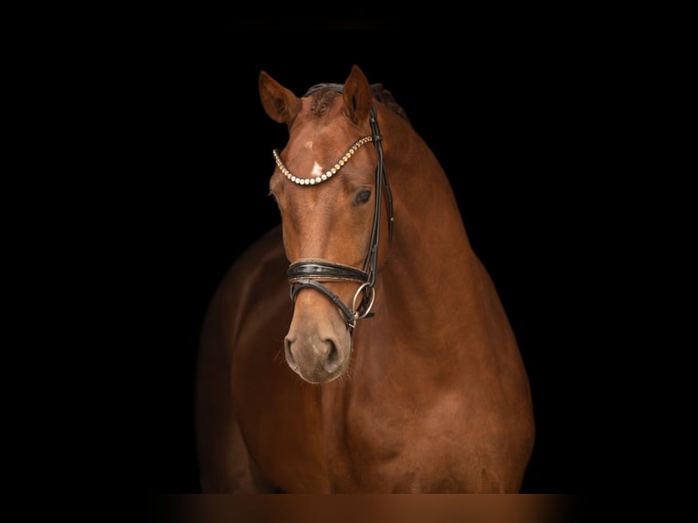 Belgisch Warmbloed Ruin 3 Jaar 168 cm Donkere-vos in Wehringen