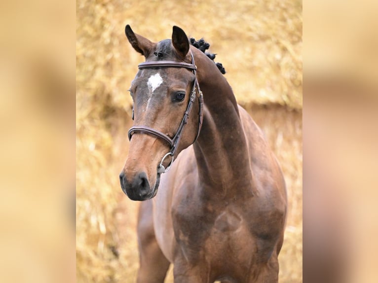 Belgisch Warmbloed Ruin 3 Jaar 170 cm Bruin in Bladel