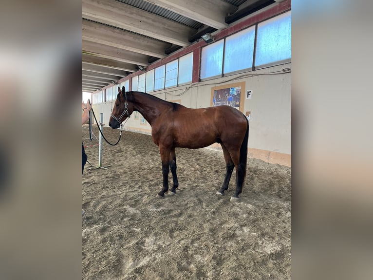 Belgisch Warmbloed Ruin 3 Jaar 170 cm Bruin in GROTE-BROGEL