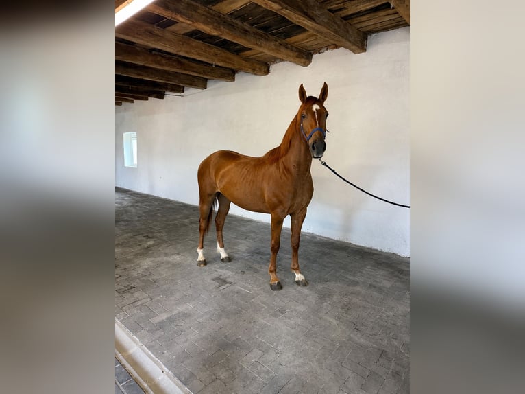 Belgisch Warmbloed Ruin 3 Jaar 170 cm Vos in Lendava/Lendva