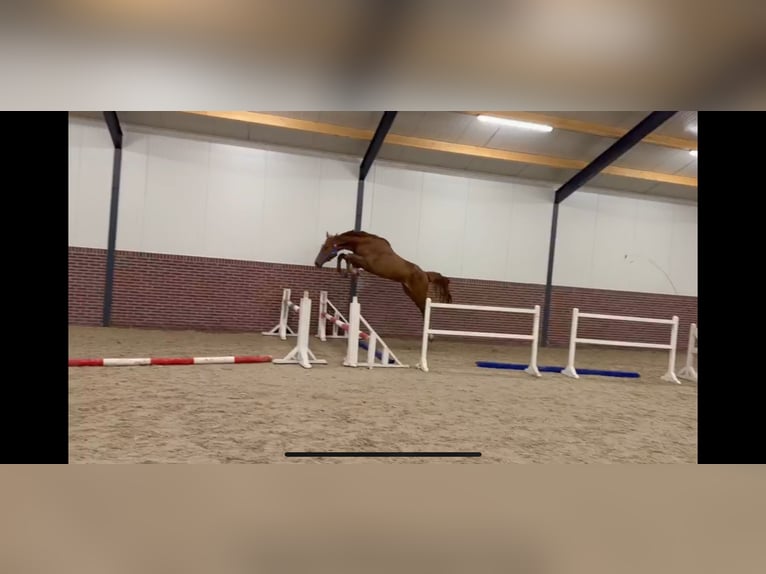 Belgisch Warmbloed Ruin 3 Jaar 172 cm Donkere-vos in Lendava