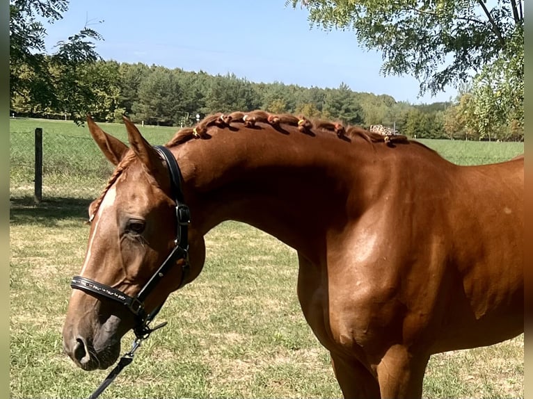 Belgisch Warmbloed Ruin 3 Jaar 172 cm Vos in Lendva
