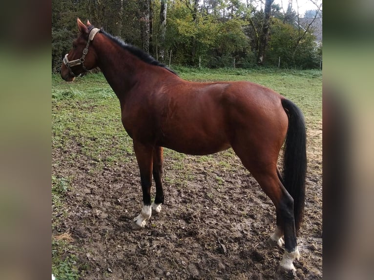 Belgisch Warmbloed Ruin 3 Jaar 175 cm Bruin in Wangen im Allgäu