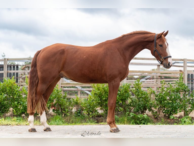 3 yo stallion tangelo x Lys de darmen sold 