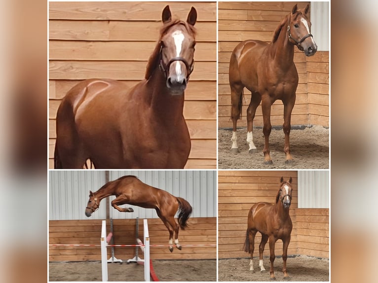 Belgisch Warmbloed Ruin 3 Jaar  in Den Ham